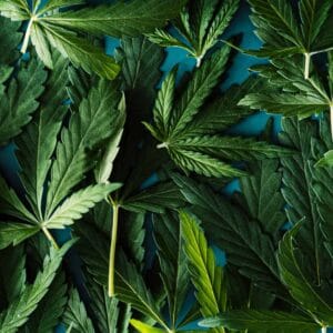 Background of green cannabis leaves close up.